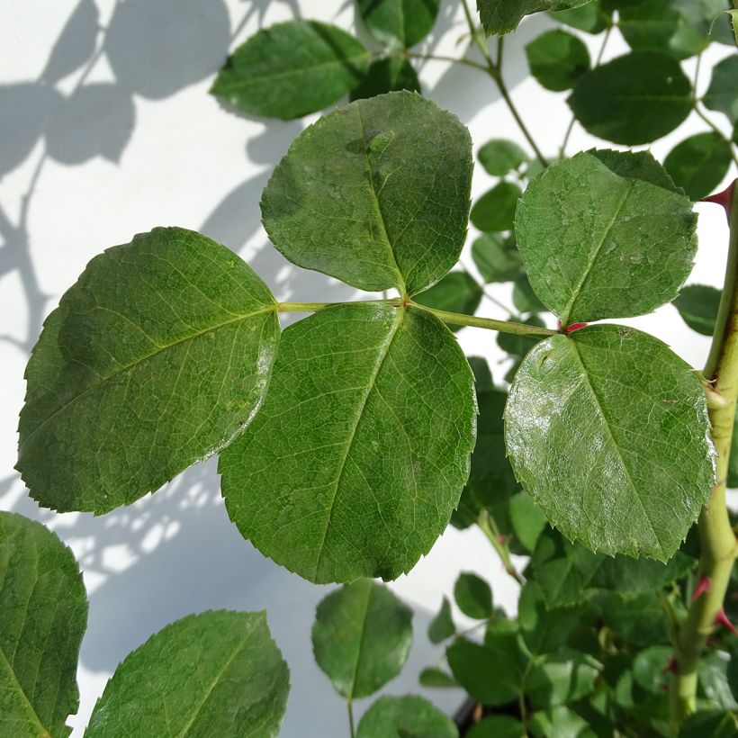 Floribundaruusu La Sevillana Meigekanu (Lehvistö)