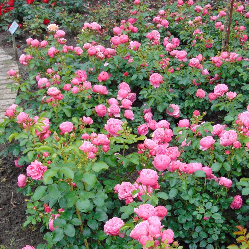 Floribundaruusu Leonardo Da Vinci Meideauri (Kasvutapa)