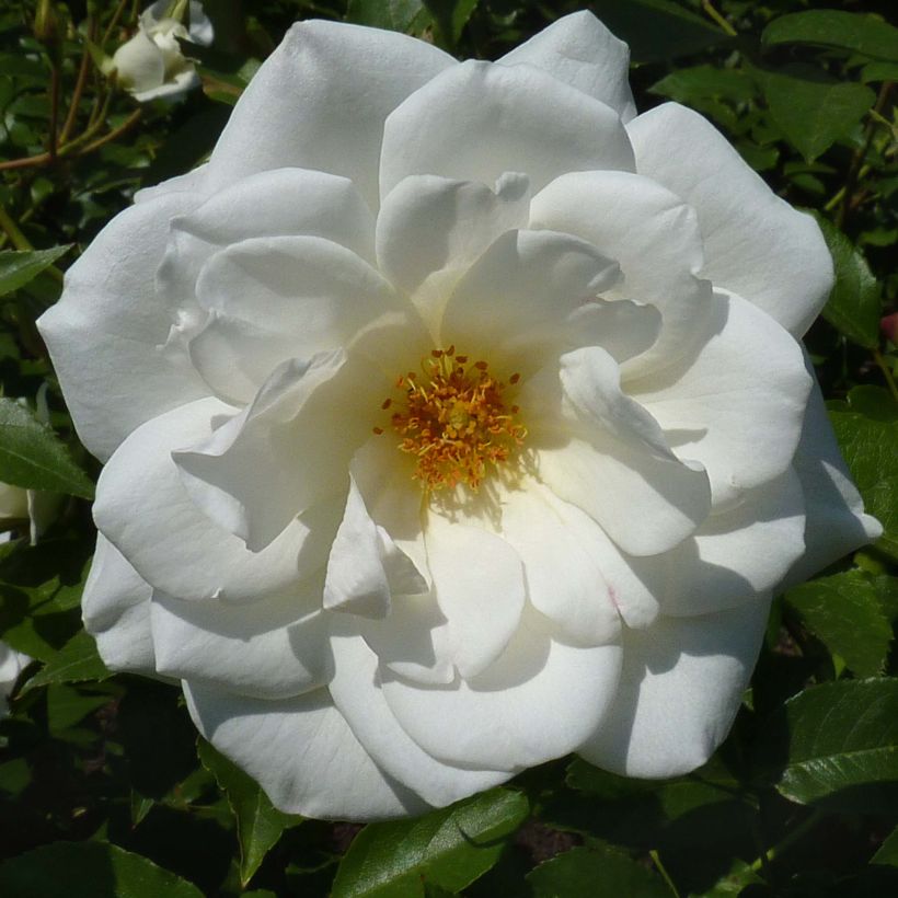 Floribundaruusu Maria Mathilda (Kukinta)