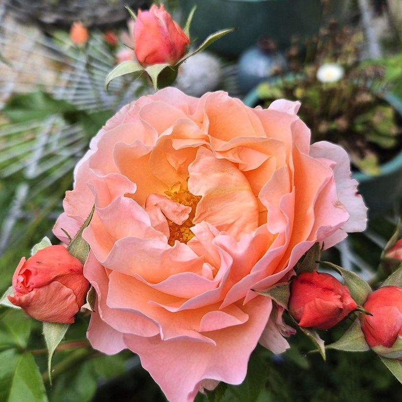 Floribundaruusu Marie Curie Meilomit (Kukinta)