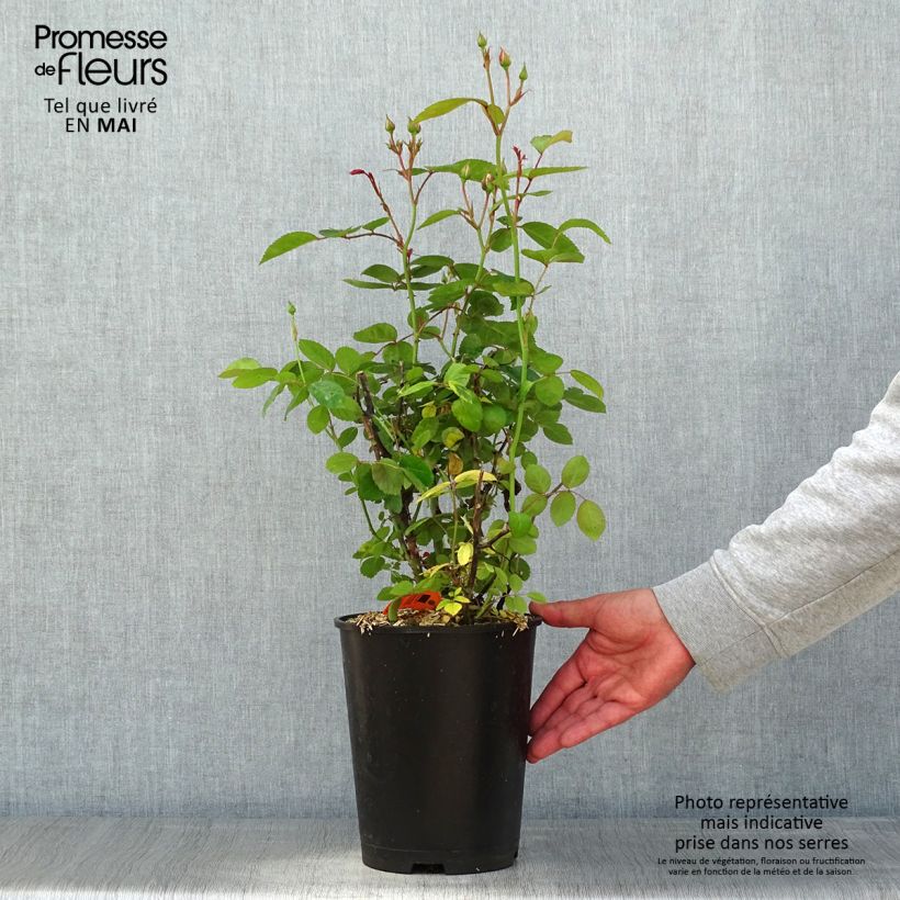 Esimerkki keväällä toimitetusta Floribundaruusu Marina Picasso 4 litran/5 litran ruukku-taimesta