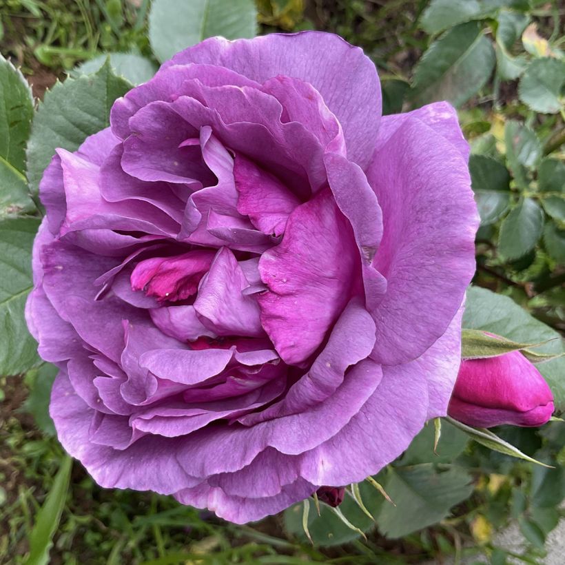 Floribundaruusu Minerva (Kukinta)