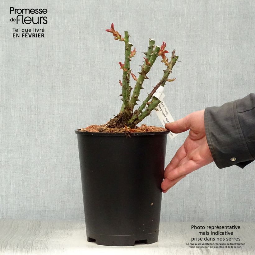 Esimerkki talvella toimitetusta Floribundaruusu Mokarosa Frywitty 4 litran/5 litran ruukku-taimesta