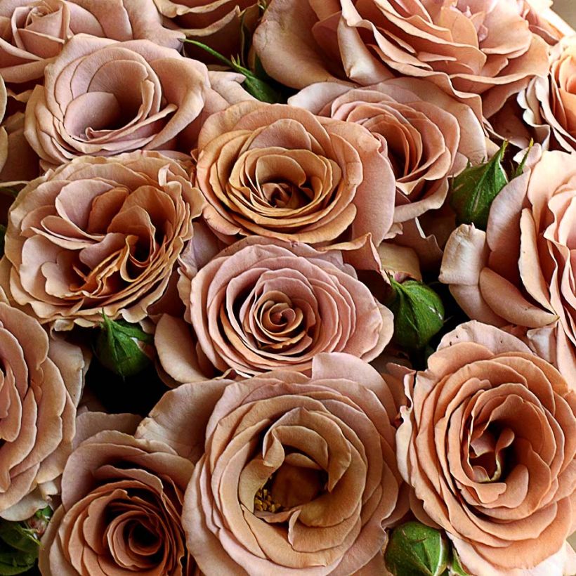 Floribundaruusu Mokarosa Frywitty (Kukinta)