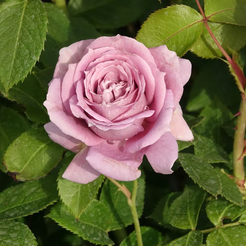 Floribundaruusu Novalis Korfriedhar (Kukinta)