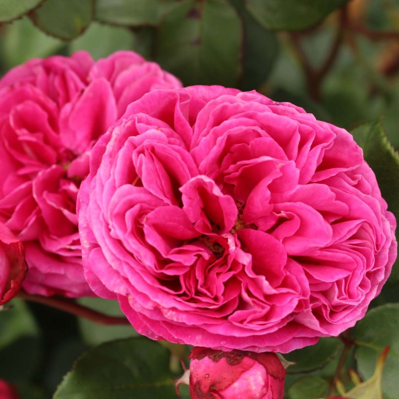 Floribundaruusu Parfuma Baronne Caroline KORbevmahe (Kukinta)