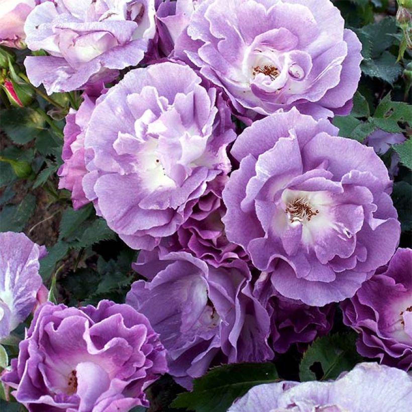 Floribundaruusu Pacific Dream (Kukinta)