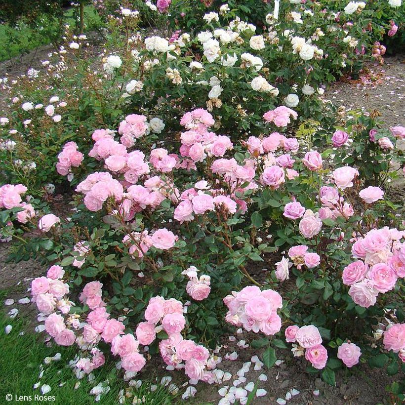 Floribundaruusu Sourire de Sylvie (Kasvutapa)