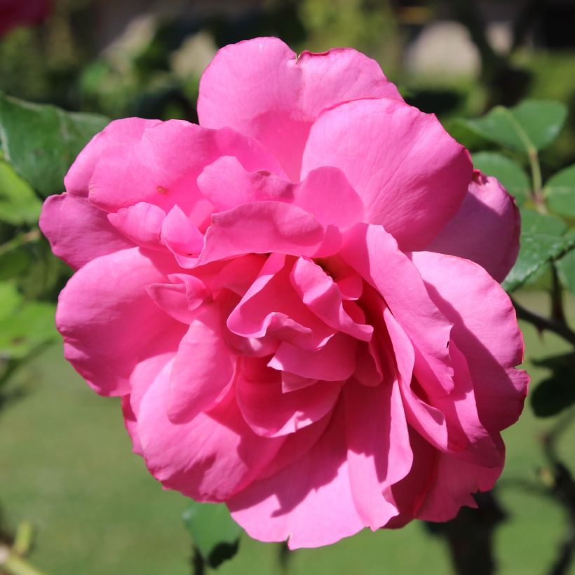 Floribundaruusu Sylvie Vartan (Kukinta)
