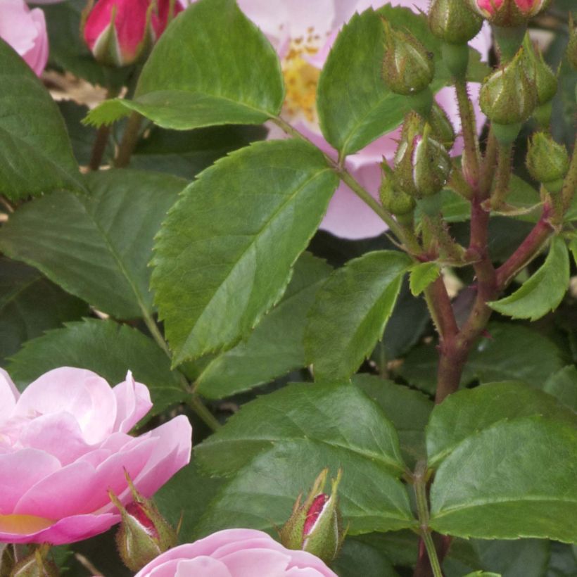 Floribundaruusu Utopia (Lehvistö)