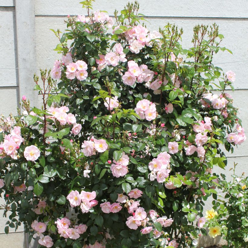 Floribundaruusu Utopia (Kasvutapa)