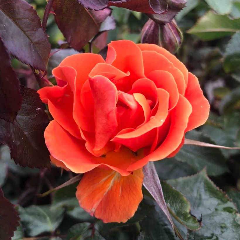 Floribundaruusu François Mauriac (Kukinta)