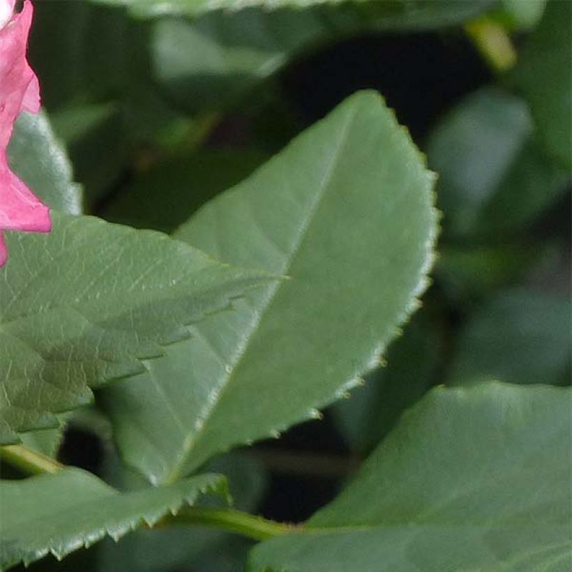 Suurikukkainen jaloruusu Augusta Luise (Lehvistö)