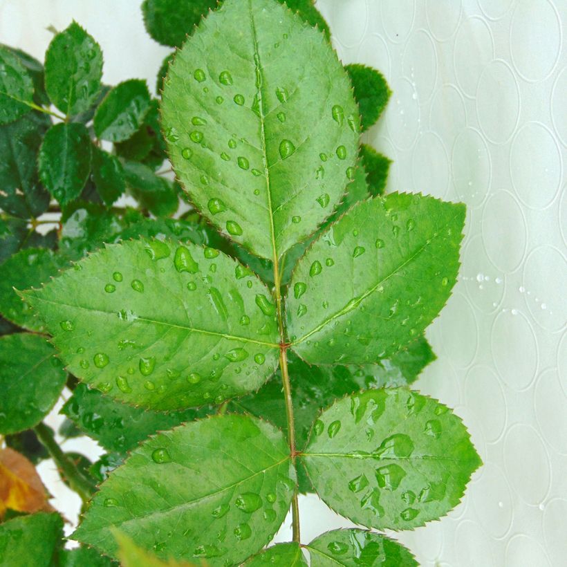 Suurikukkainen jaloruusu Biedermeier (Lehvistö)