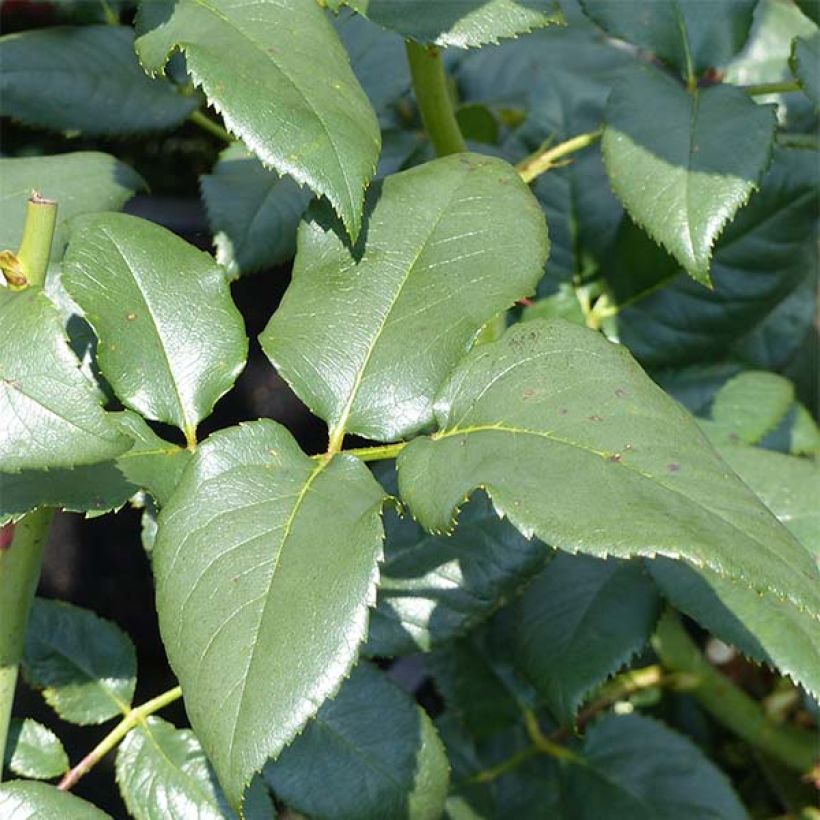 Suurikukkainen jaloruusu Black Baccara (Lehvistö)