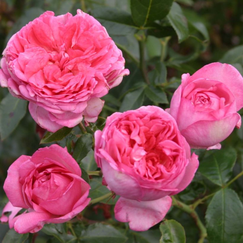 Suurikukkainen jaloruusu La Rose de Molinard (Kukinta)