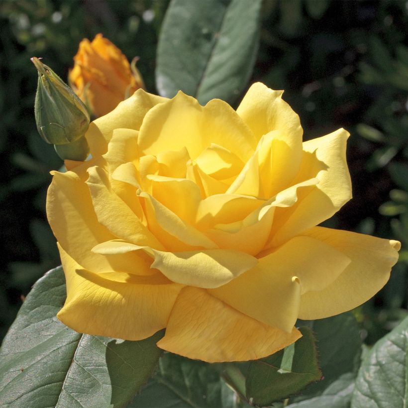 Suurikukkainen jaloruusu Pacific Sunset (Kukinta)