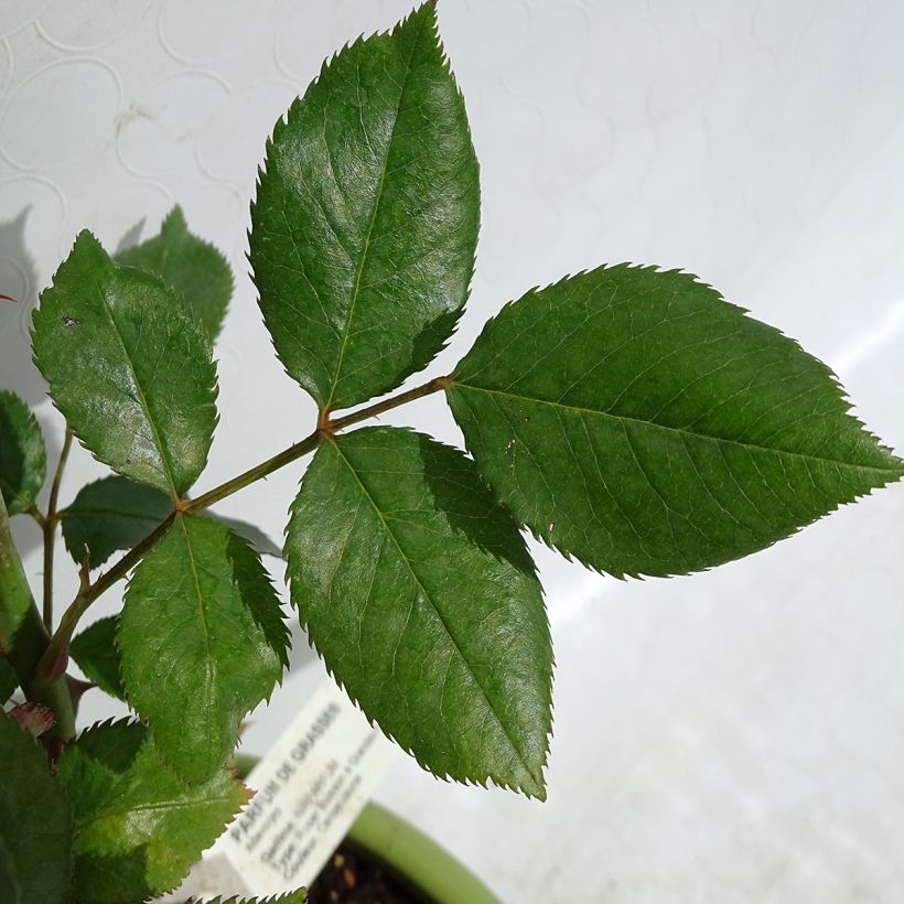 Suurikukkainen jaloruusu Parfum de Grasse ADAvorjap (Lehvistö)