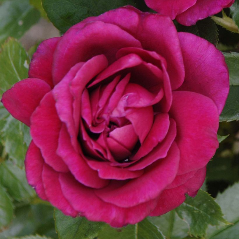 Suurikukkainen jaloruusu Rose Lalande de Pomerol (Kukinta)