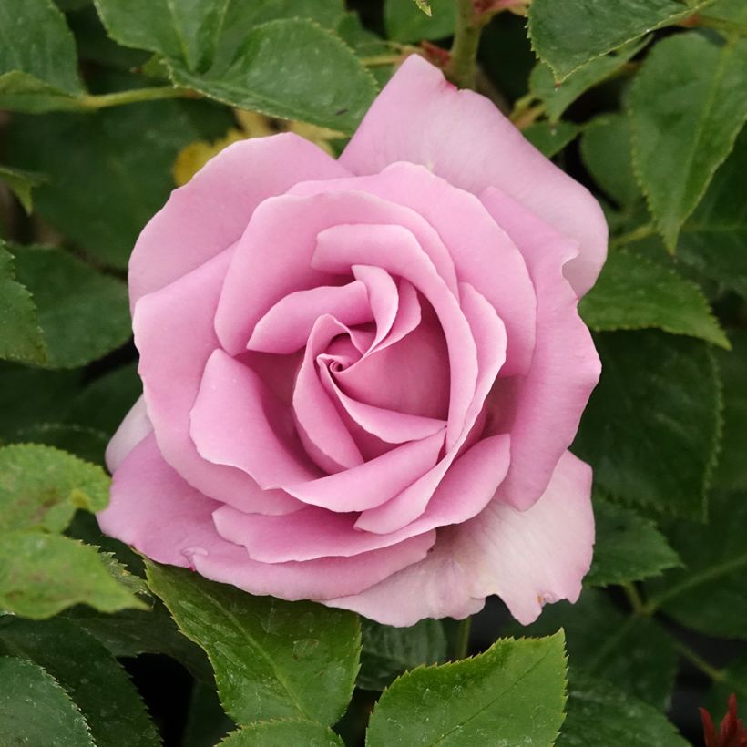 Suurikukkainen jaloruusu Rose Synactif by Shiseido (Kukinta)