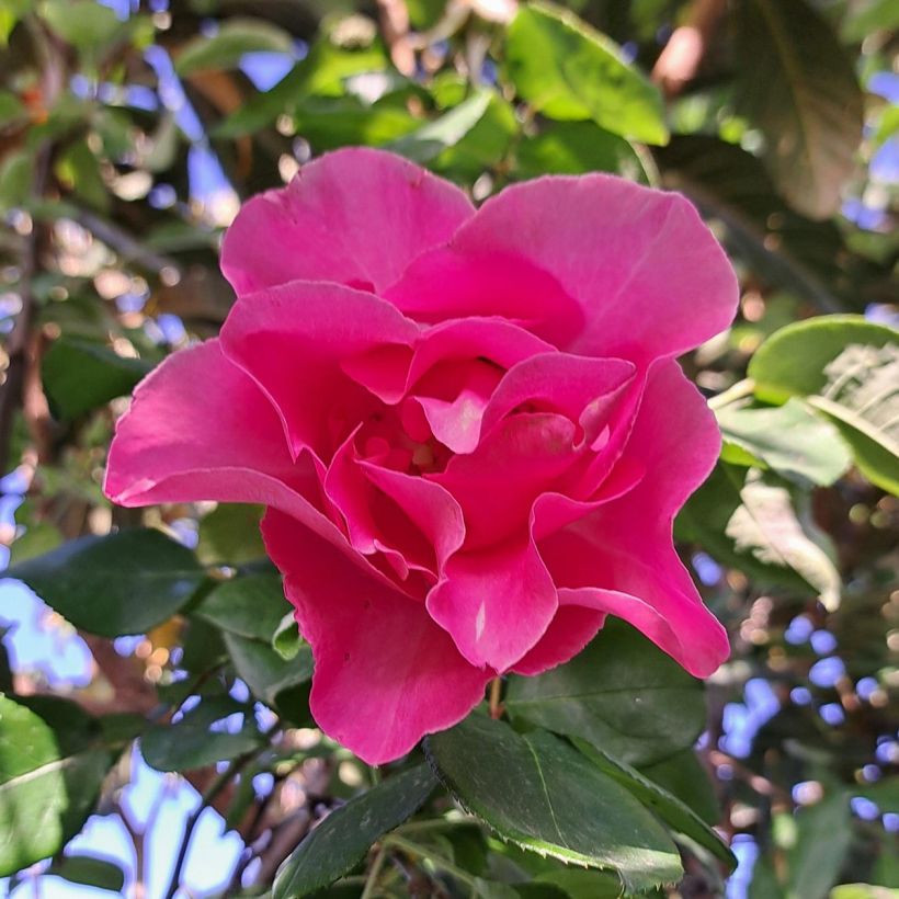 Suurikukkainen jaloruusu The McCartney Rose Meizeli (Kukinta)