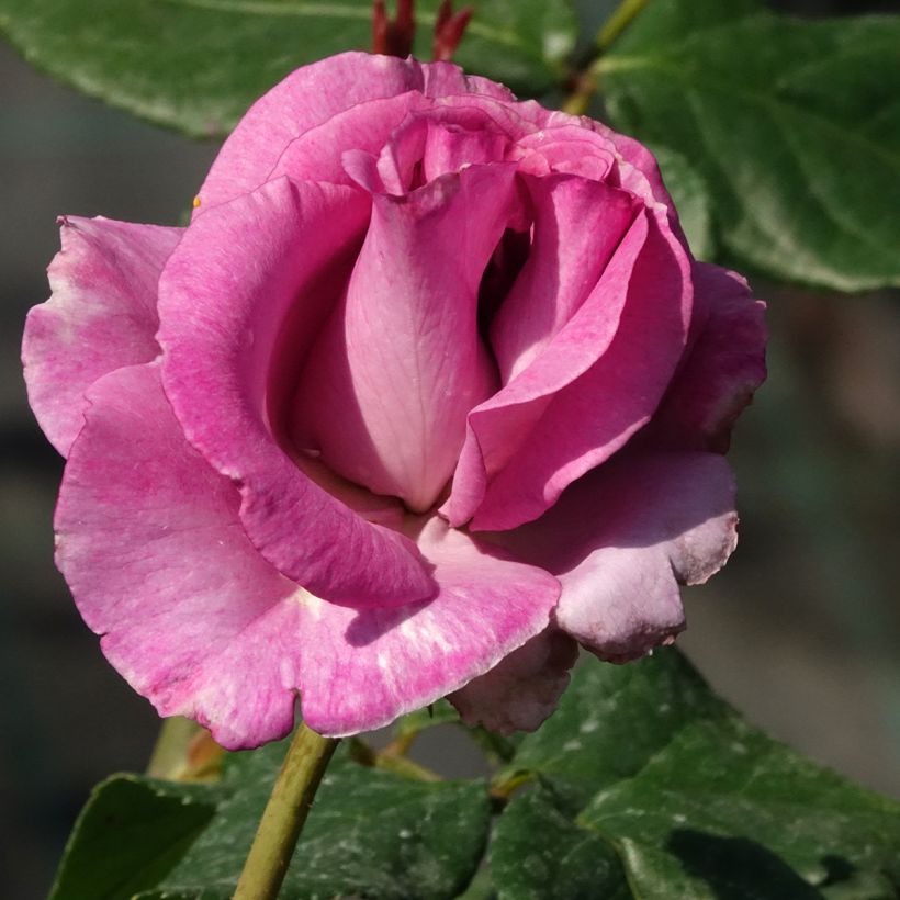 Suurikukkainen jaloruusu Violette Parfumée (Kukinta)