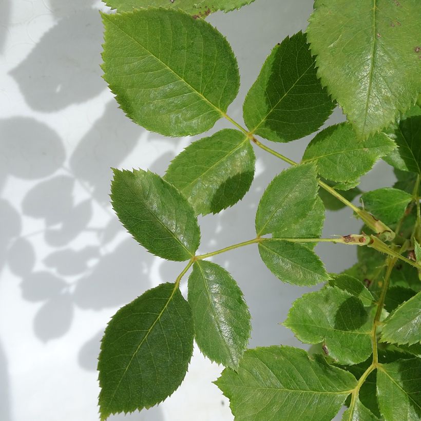 Suurikukkainen jaloruusu Violette Parfumée (Lehvistö)