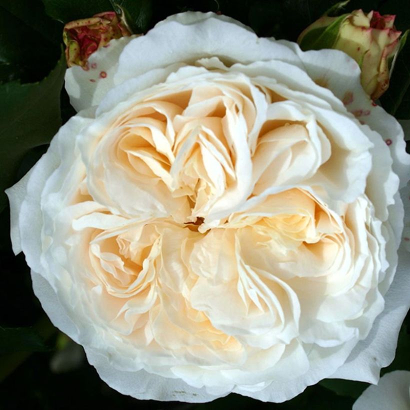 Floribundaruusu Kosmos (Kukinta)