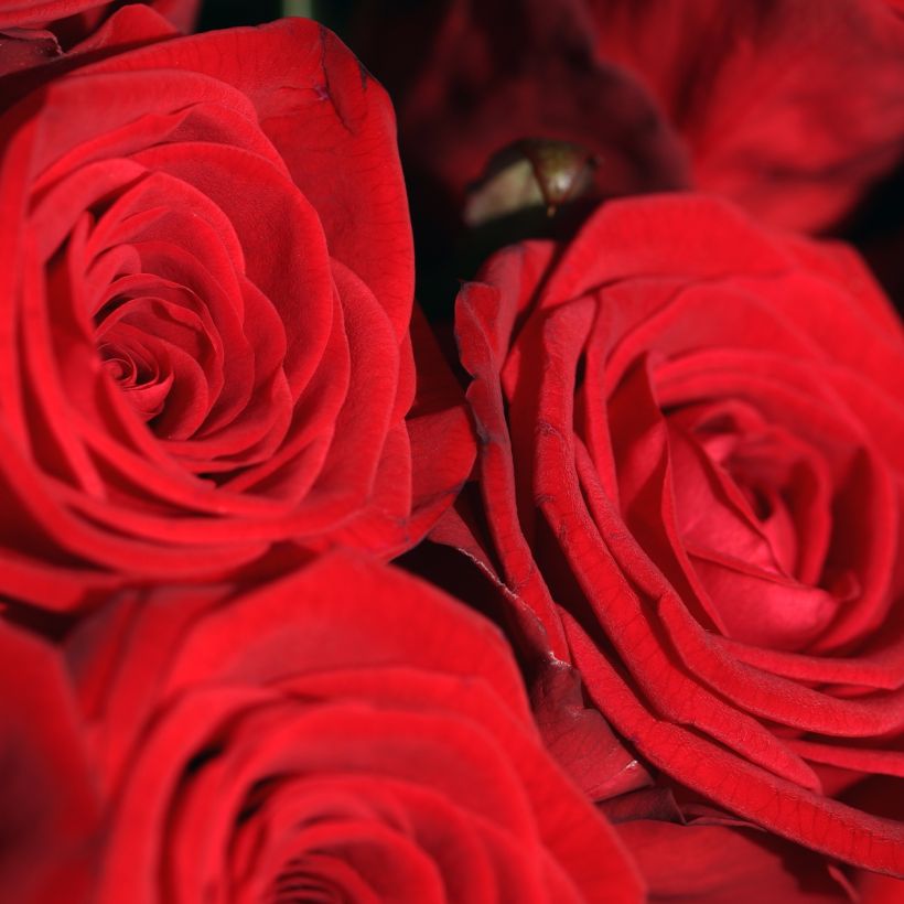Syötäväterälehtinen ruusu Romantic Date Bio luomu (Kukinta)