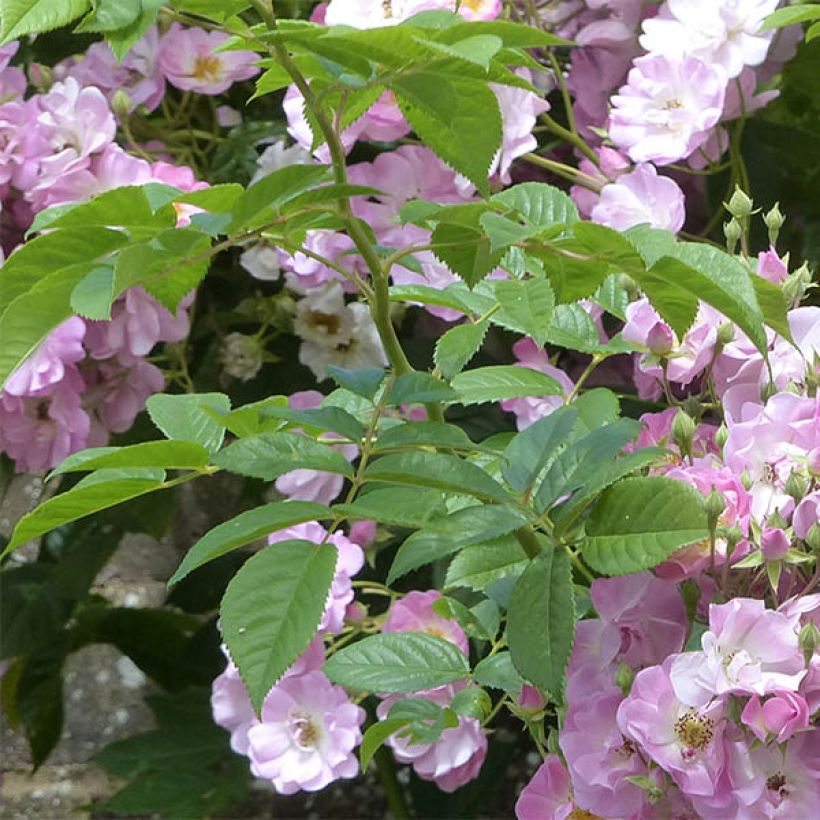 Köynnösruusu Blush Rambler (Lehvistö)