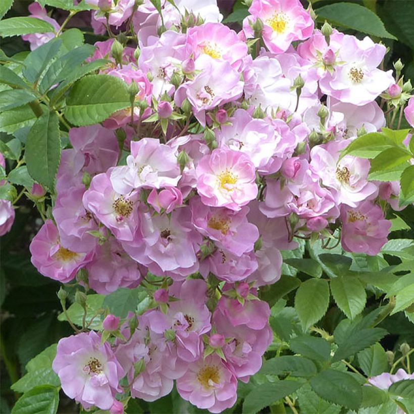 Köynnösruusu Blush Rambler (Kukinta)