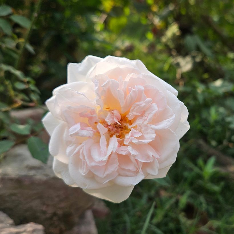 Vanha ruusu Buff Beauty (Kukinta)