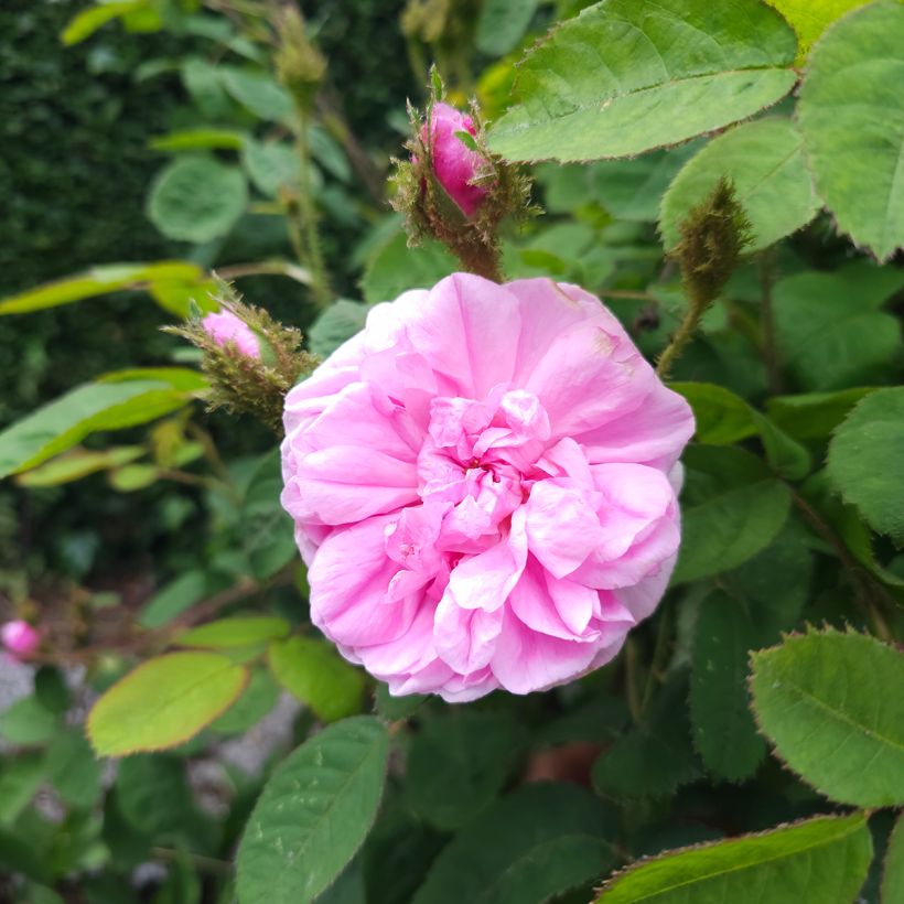 Vanha ruusu Muscosa (Flowering)