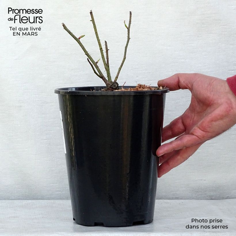 Example of Vanha ruusu Muscosa Pot de 4L/5L as you get in printemps