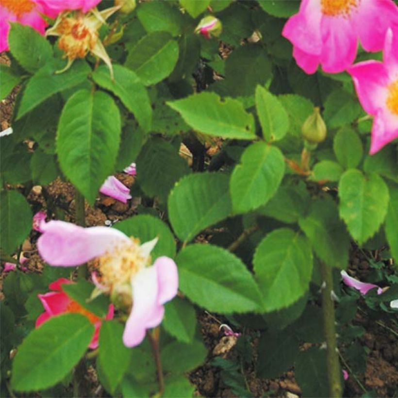 Vanha ruusu Complicata (Lehvistö)