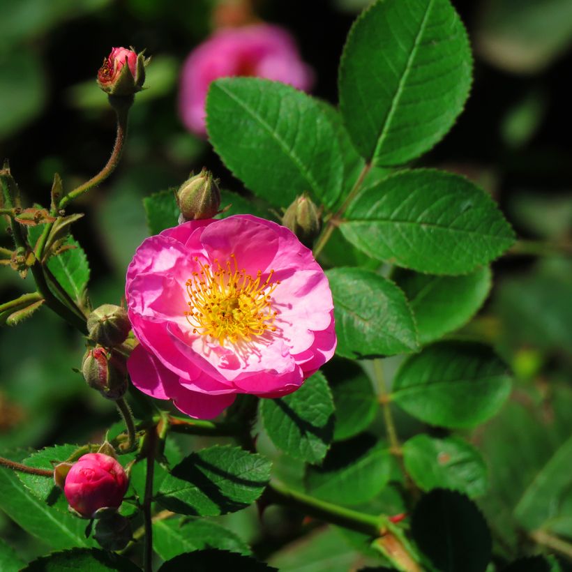 Vanha ruusu Complicata (Kukinta)
