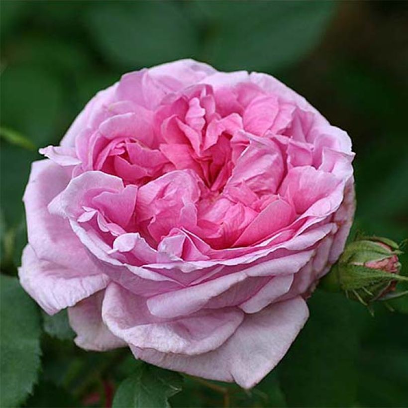 Vanha ruusu Comte de Chambord (Kukinta)