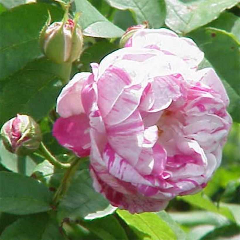 Vanha ruusu Honorine de Brabant (Kukinta)