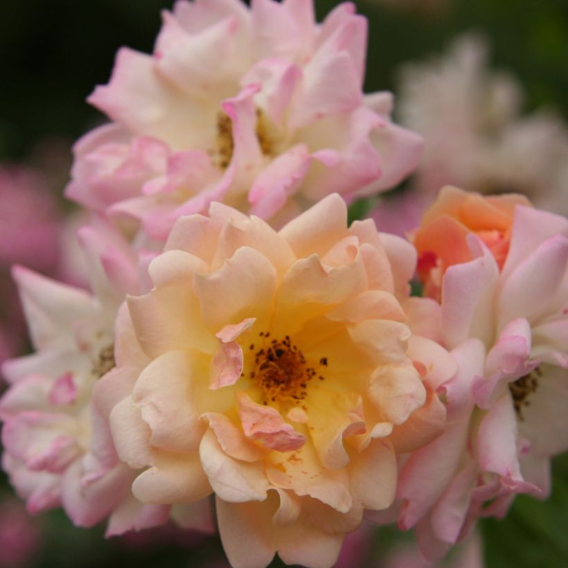 Vanha ruusu Phyllis Bide (Kukinta)