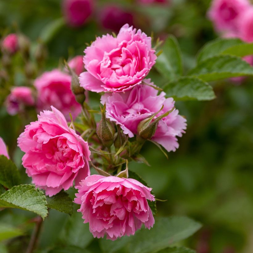 Vanha ruusu Pink Grootendorst (Kukinta)