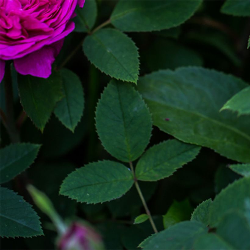 Vanha ruusu Reine des Violettes (Lehvistö)