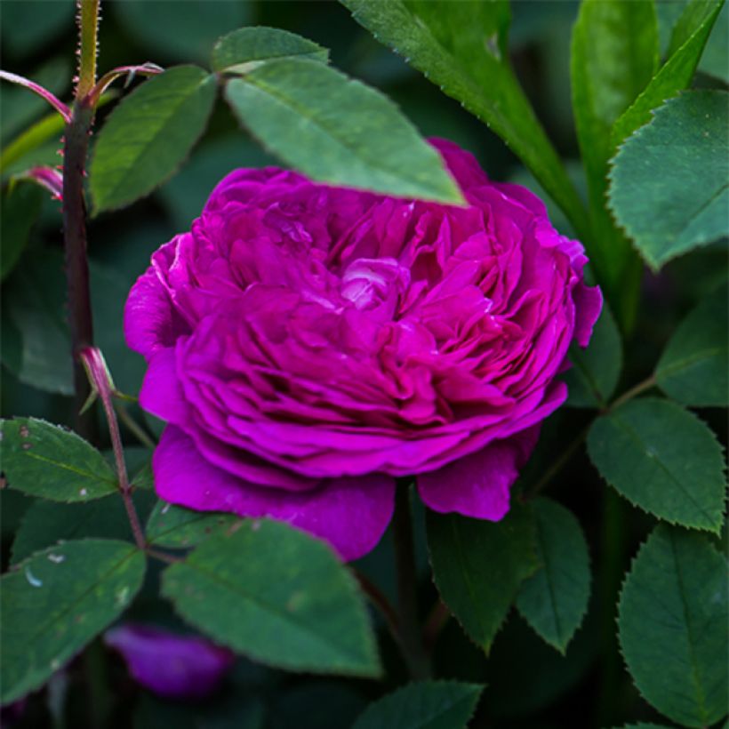 Vanha ruusu Reine des Violettes (Kukinta)
