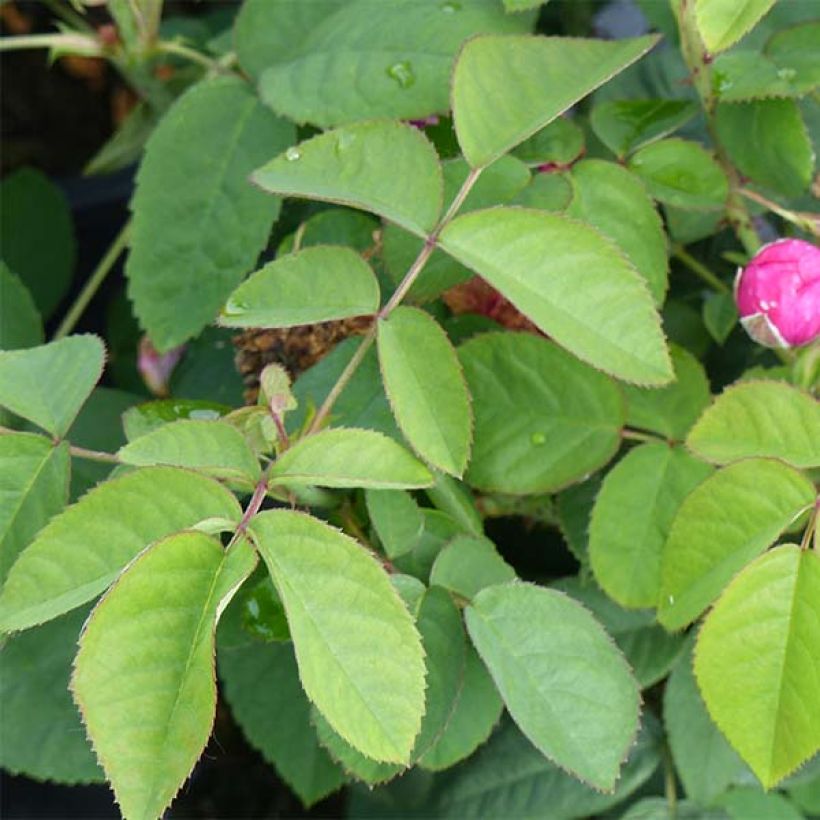 Vanha ruusu Rose de Rescht (Lehvistö)