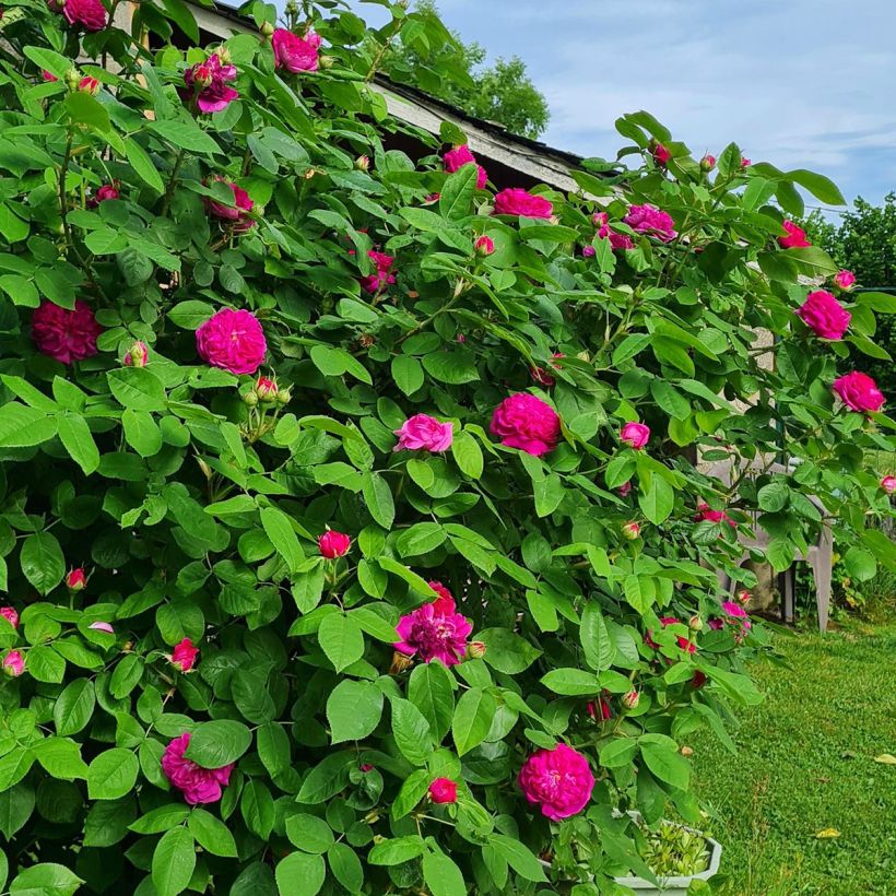 Vanha ruusu Rose de Rescht (Kasvutapa)