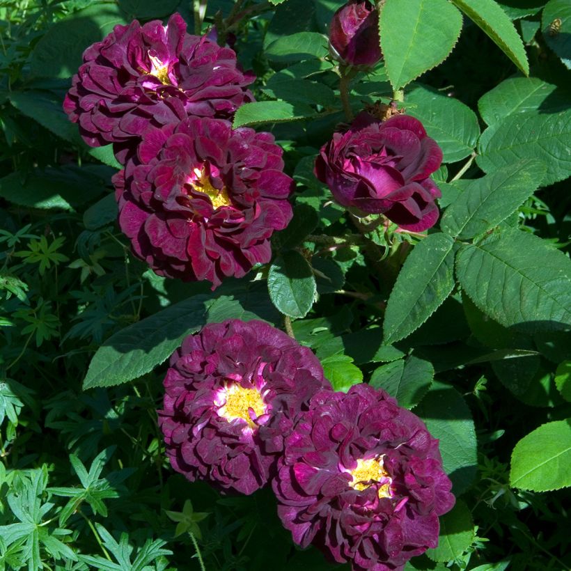 Vanha ruusu Tuscany Superb (Kukinta)