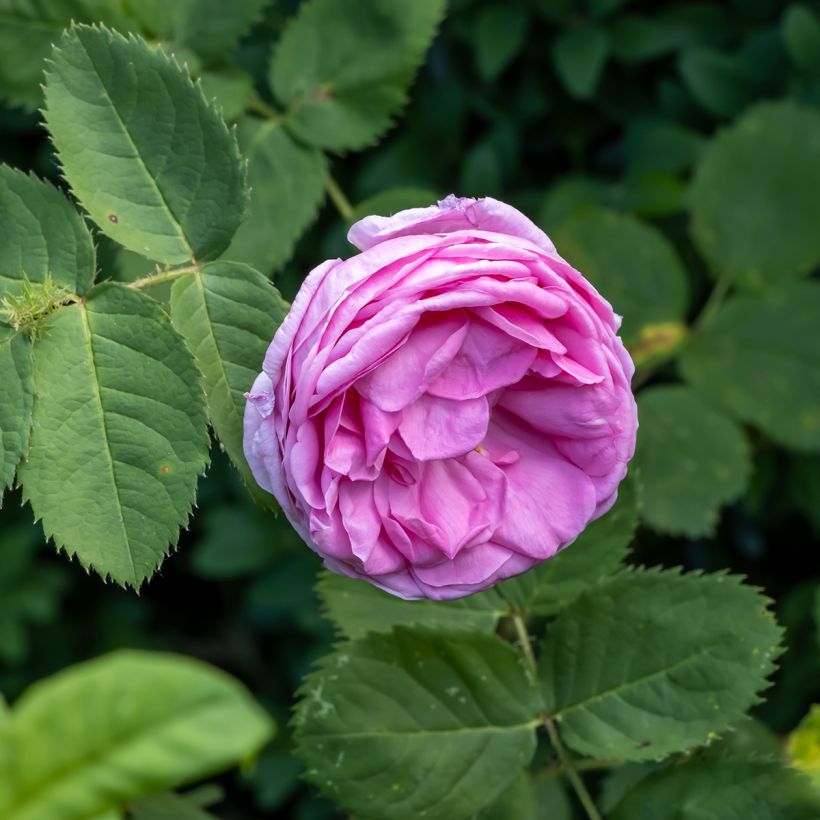 Vanha ruusu luomu - Rosa x centifolia (Kukinta)
