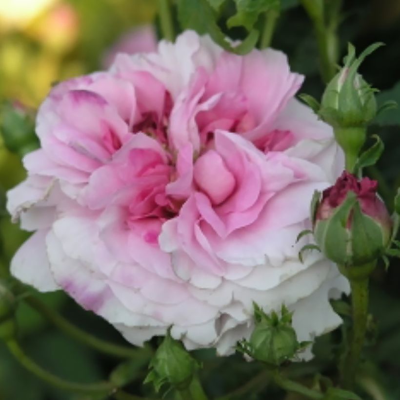 Vanha ruusu Ispahan (Kukinta)