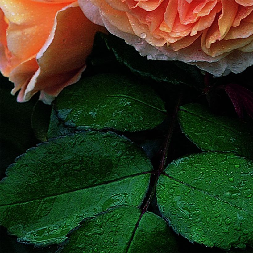 Austinruusu Crown Princess Margareta Auswinter (Lehvistö)