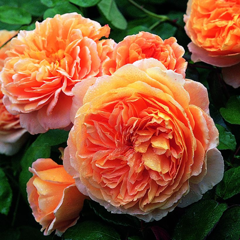 Austinruusu Crown Princess Margareta Auswinter (Kukinta)