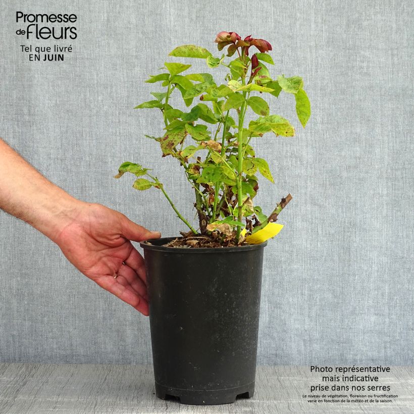 Esimerkki keväällä toimitetusta Rosier anglais English Legend Hamlet Pot de 4L/5L-taimesta